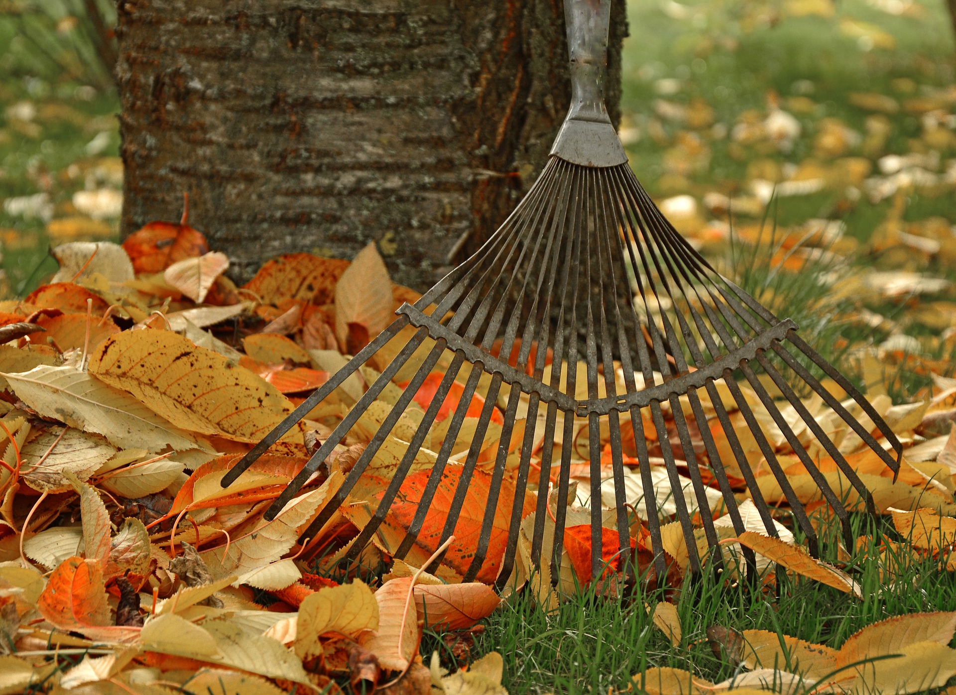 Fall Lawn Cleanup Made Easy with Local Tool Rental